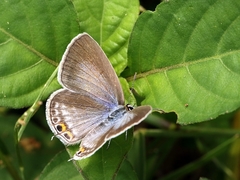 Euchrysops cnejus cnejus
