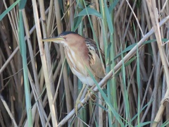 Ixobrychus minutus payesii