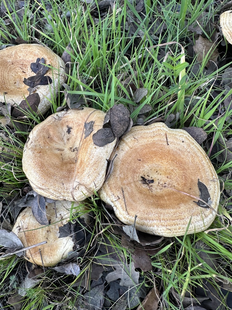 Lactarius alnicola · January 2026 · photo: © irinamitine (iNaturalist, cc-by)