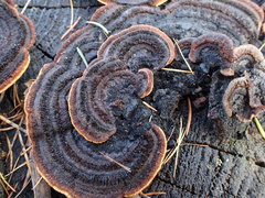 Gloeophyllum sepiarium