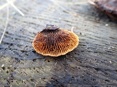 Gloeophyllum sepiarium