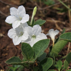 Ruellia patula