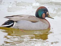 Anas crecca × platyrhynchos