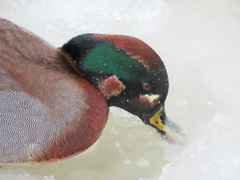 Anas crecca × platyrhynchos