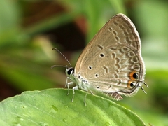 Euchrysops cnejus cnejus