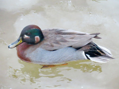 Anas crecca × platyrhynchos