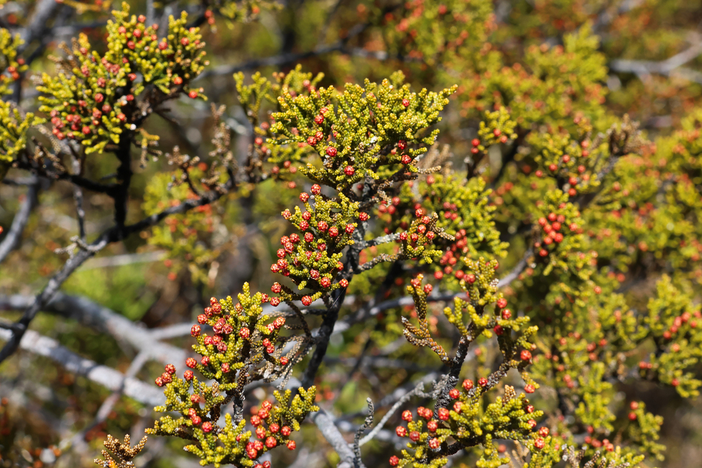 Mount Mawson pine