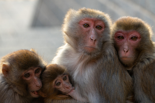 Rhesus Macaque