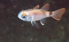 Nectamia bandanensis