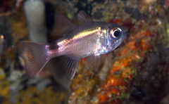 Nectamia bandanensis