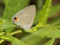 Catochrysops strabo strabo