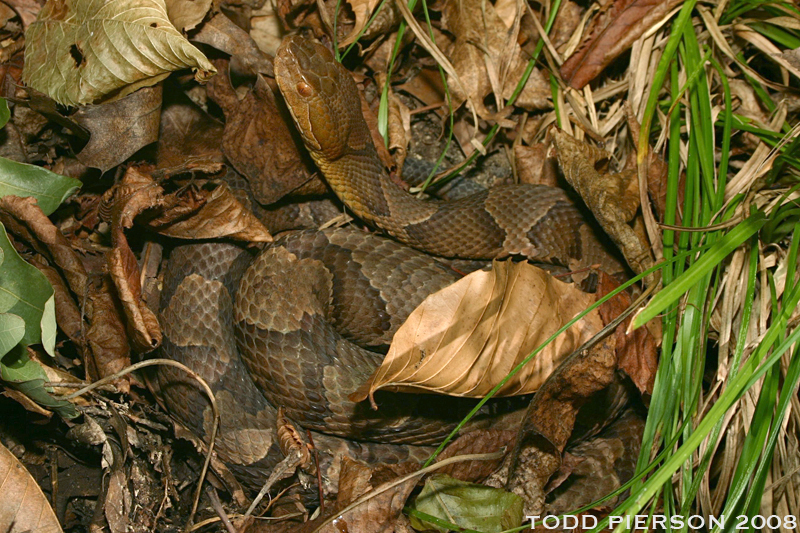 Copperhead (Reptiles of Alabama) · iNaturalist