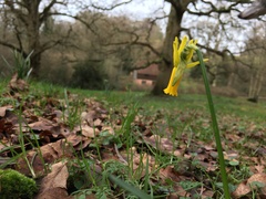 Narcissus cyclamineus