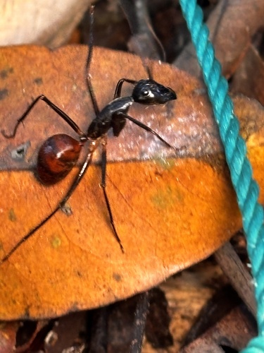 Dinomyrmex Ashmead, 1905