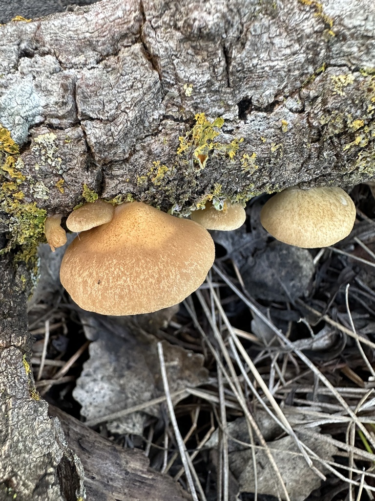 Crepidotus calolepis · January 2026 · photo: © irinamitine (iNaturalist, cc-by)