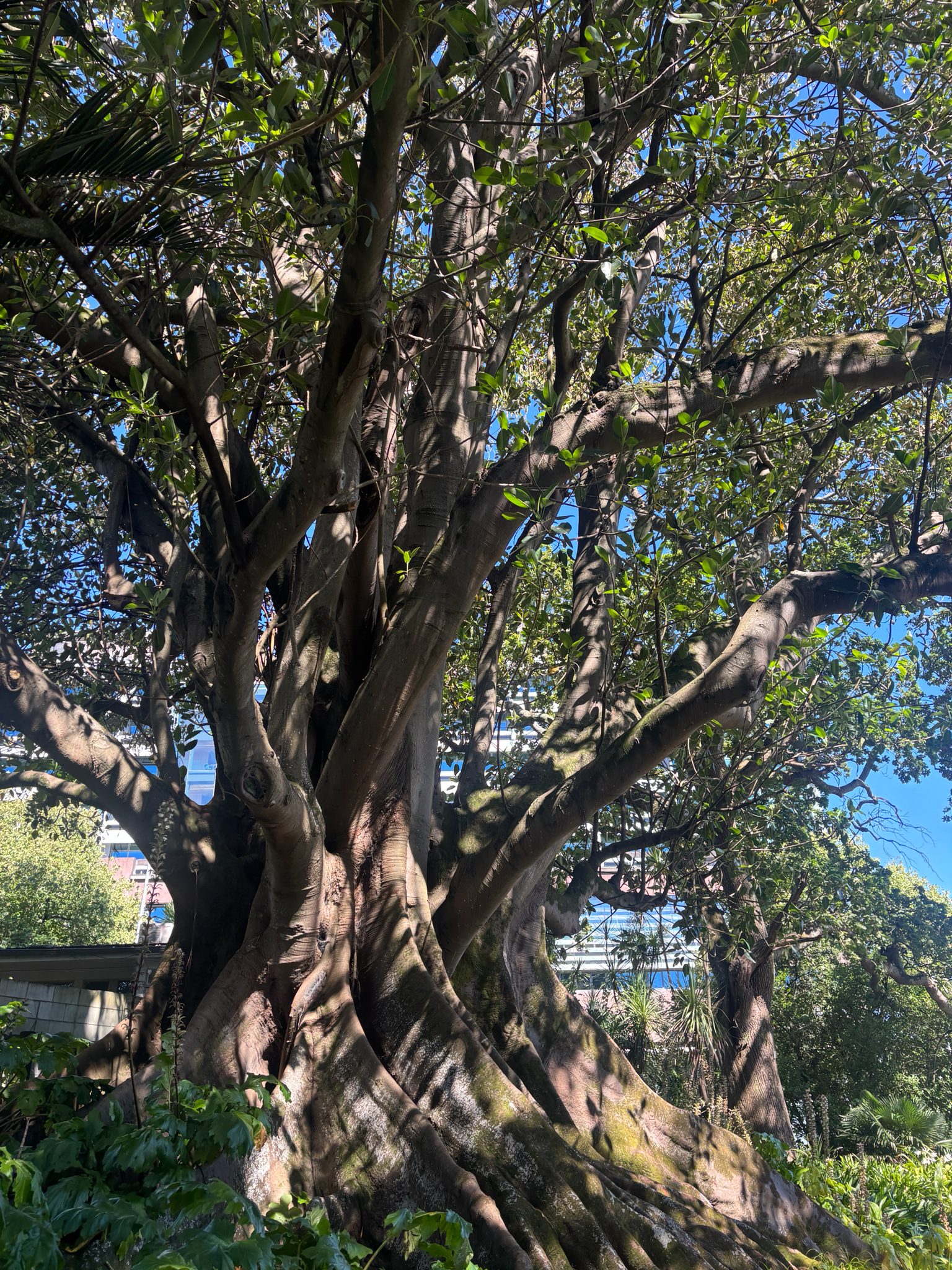 Imagem de Figueira-estranguladora