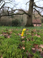 Narcissus cyclamineus