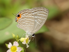 Jamides celeno aelianus