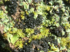 Enchylium coccophorum