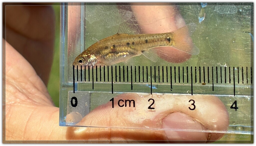 Goldie barb (Enteromius pallidus) — Cyprinidae