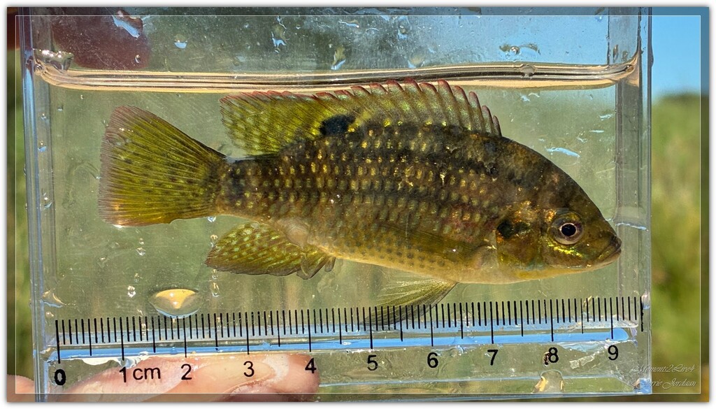 Banded tilapia (Tilapia sparrmanii) — Cichlidae