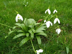 Galanthus woronowii