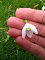 Galanthus woronowii