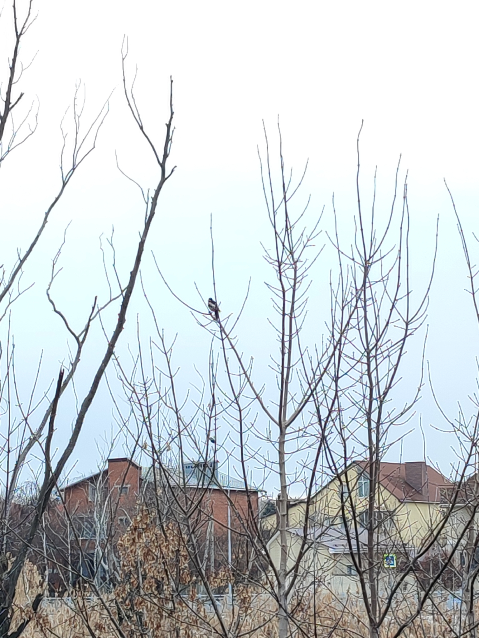Syrian Woodpecker (Dendrocopos syriacus), photo 3