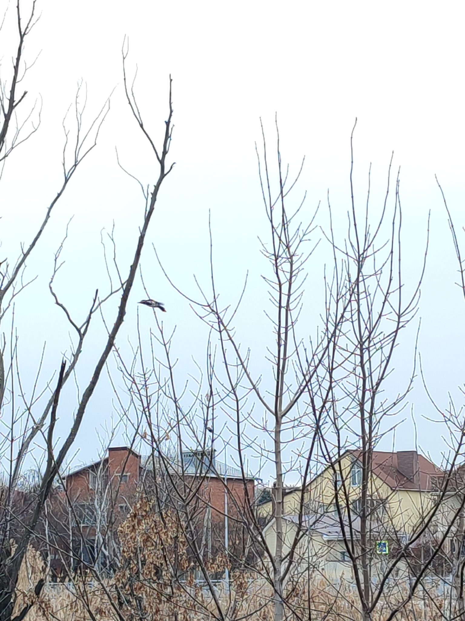 Syrian Woodpecker (Dendrocopos syriacus), photo 4