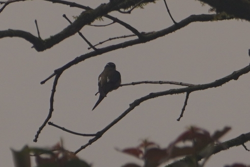 Whiskered Treeswift (Hemiprocne comata), photo 7