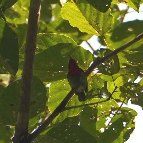 Crimson Sunbird (Aethopyga siparaja), photo 1