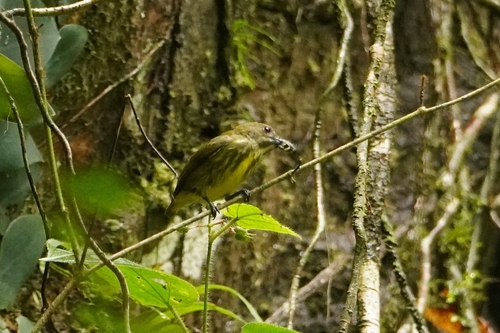 Yellow-breasted Flowerpecker (Prionochilus maculatus)