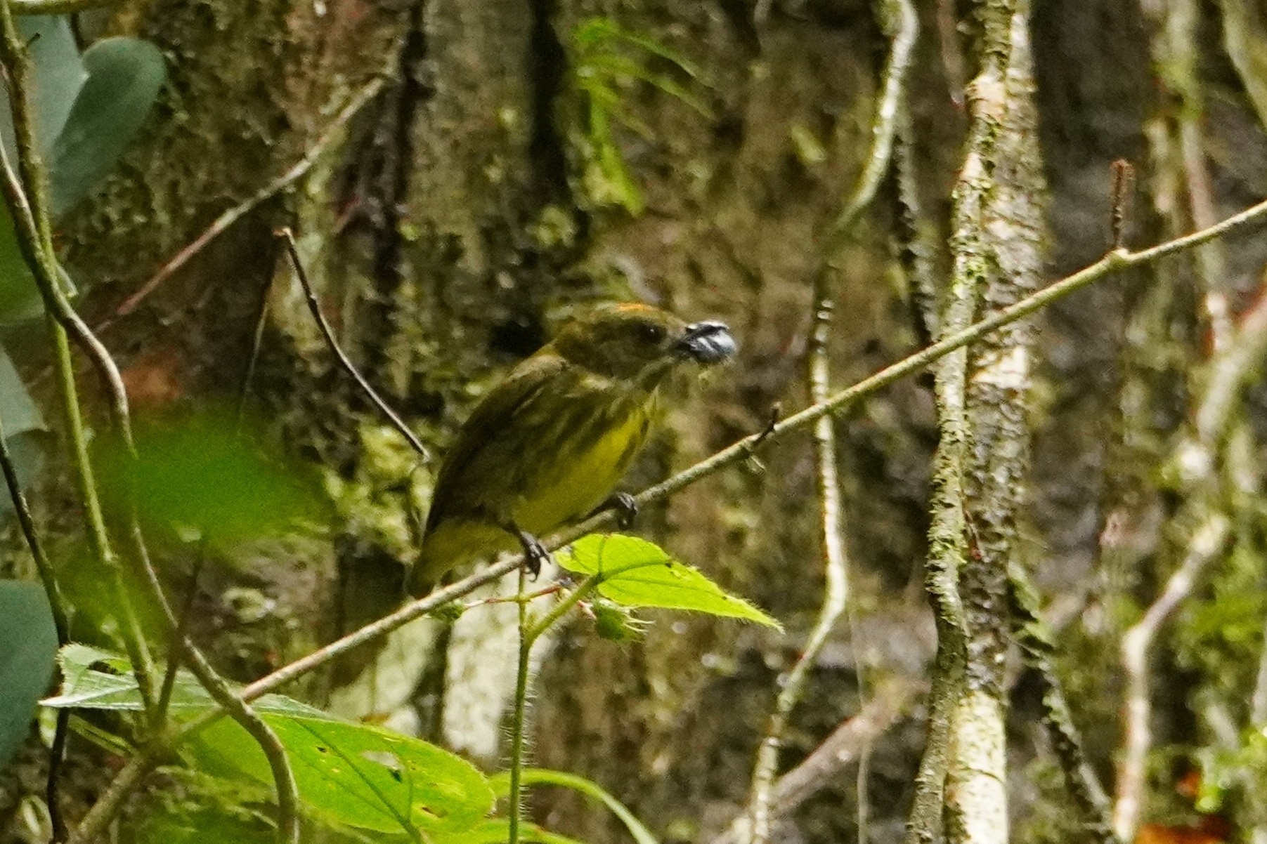 Yellow-breasted Flowerpecker (Prionochilus maculatus), photo 2