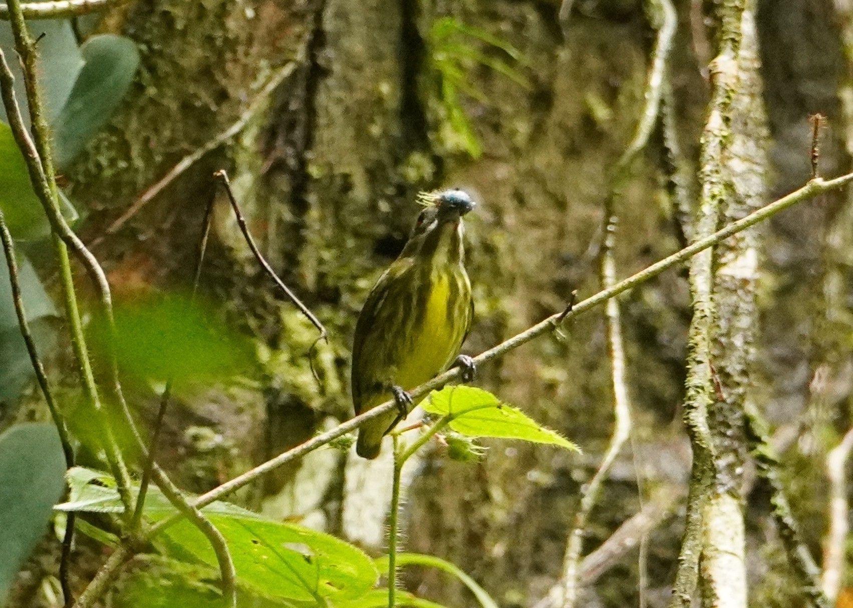 Yellow-breasted Flowerpecker (Prionochilus maculatus), photo 9