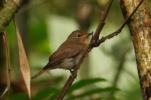 Chinese Blue Flycatcher (Cyornis glaucicomans)