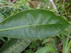 Psychotria pervillei image
