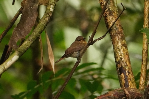 Chinese Blue Flycatcher (Cyornis glaucicomans), photo 2