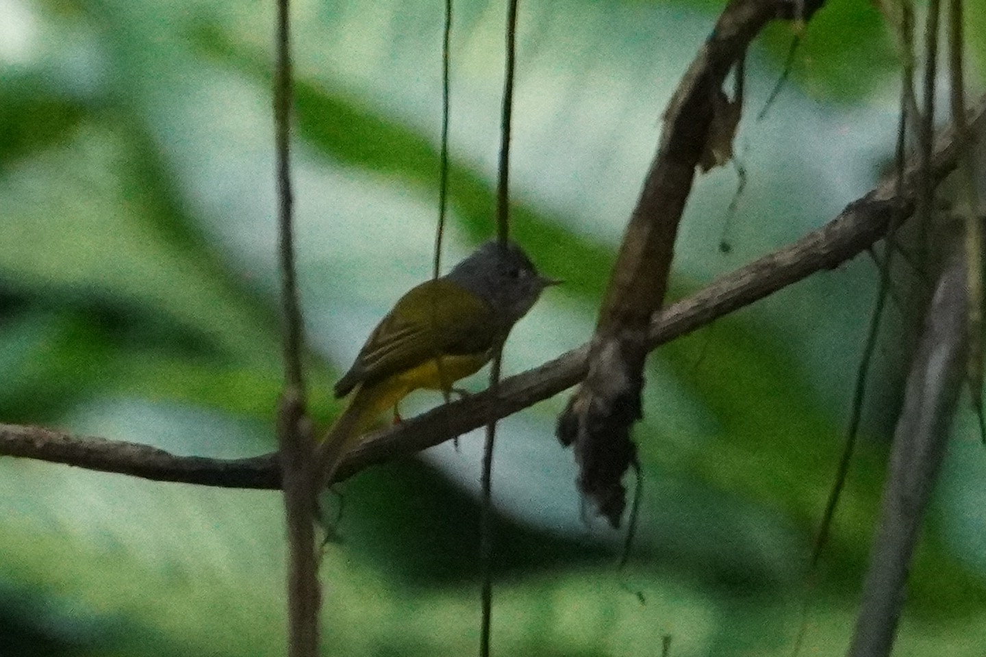 Grey-headed Canary-flycatcher (Culicicapa ceylonensis), photo 4