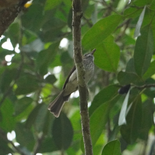 Streaked Bulbul (Ixos malaccensis), photo 1