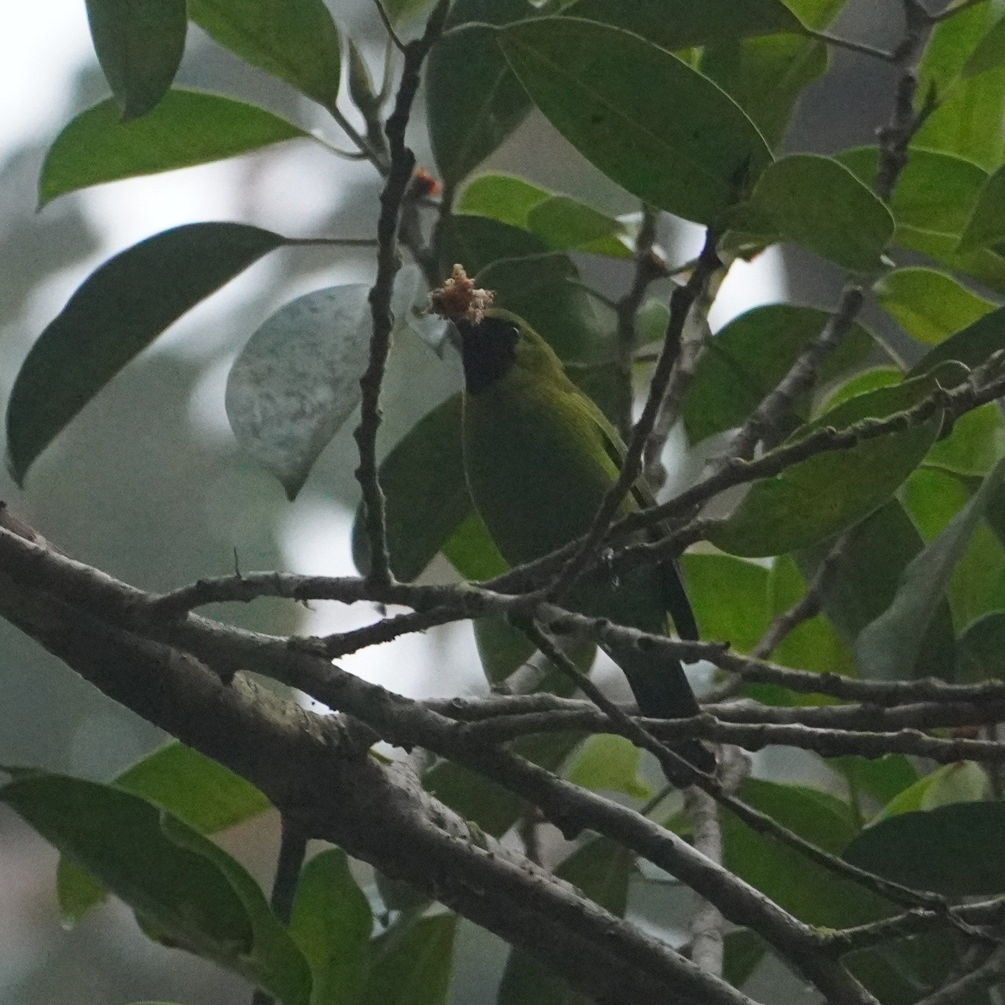Lesser Green Leafbird (Chloropsis cyanopogon), photo 2