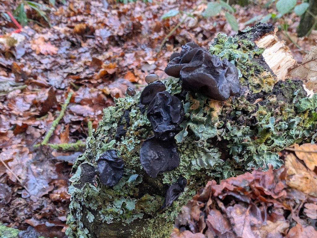 Exidia glandulosa · January 2026 · photo: © markbreaks (iNaturalist, cc-by)