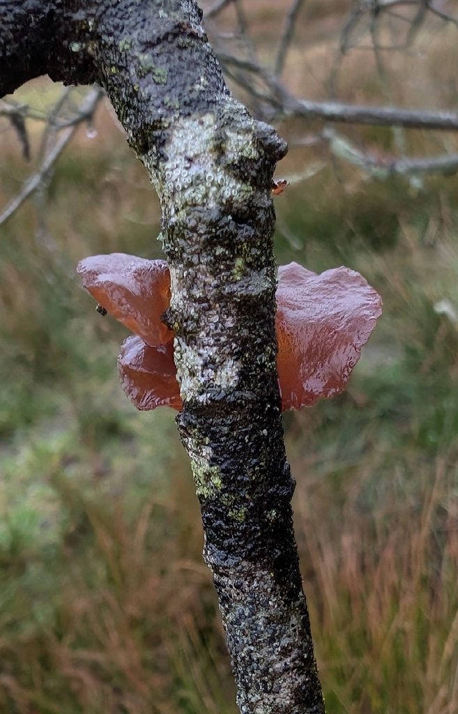 Exidia recisa · December 2025 · photo: © markbreaks (iNaturalist, cc-by)