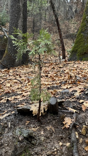 California Incense-Cedar