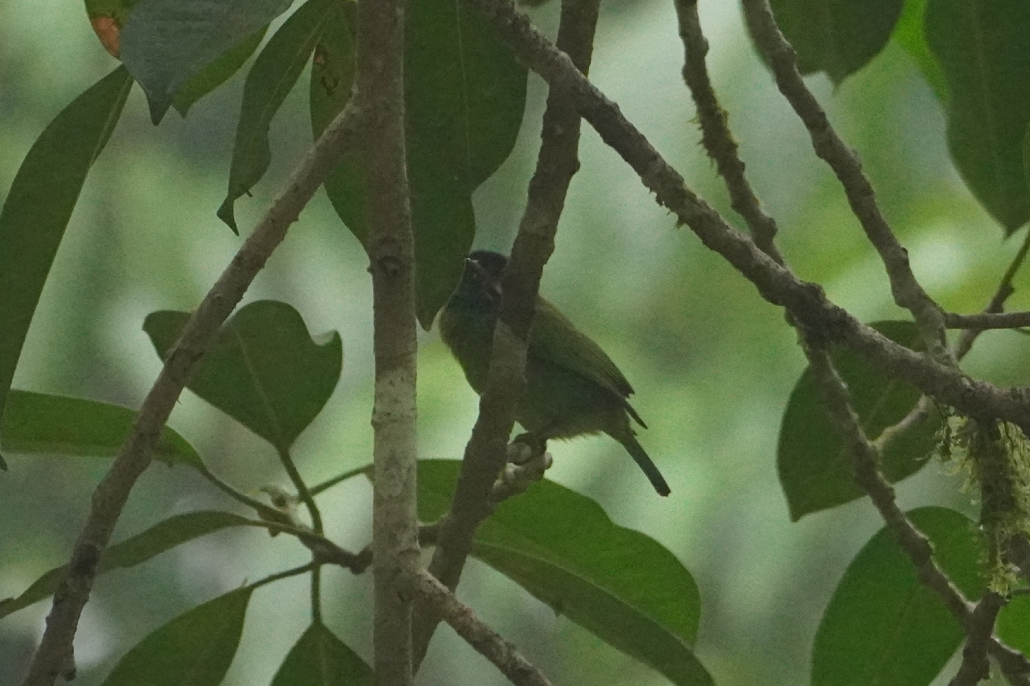 Black-eared Barbet (Psilopogon duvaucelii), photo 1