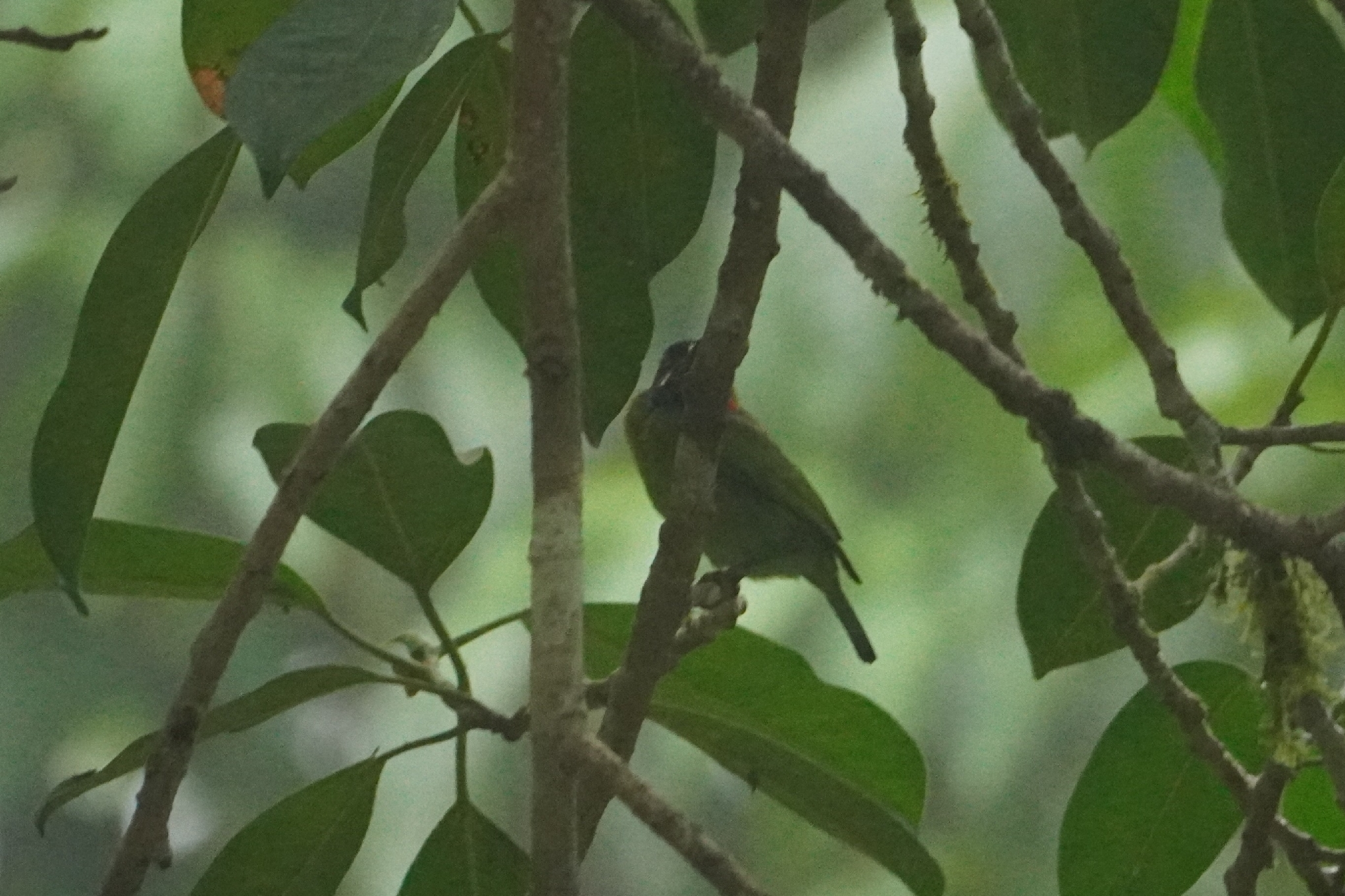 Black-eared Barbet (Psilopogon duvaucelii), photo 2