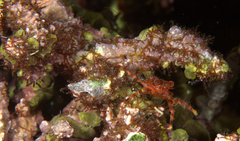 Trapezionida olivarae