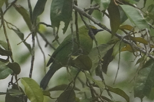 Lesser Green Leafbird (Chloropsis cyanopogon)
