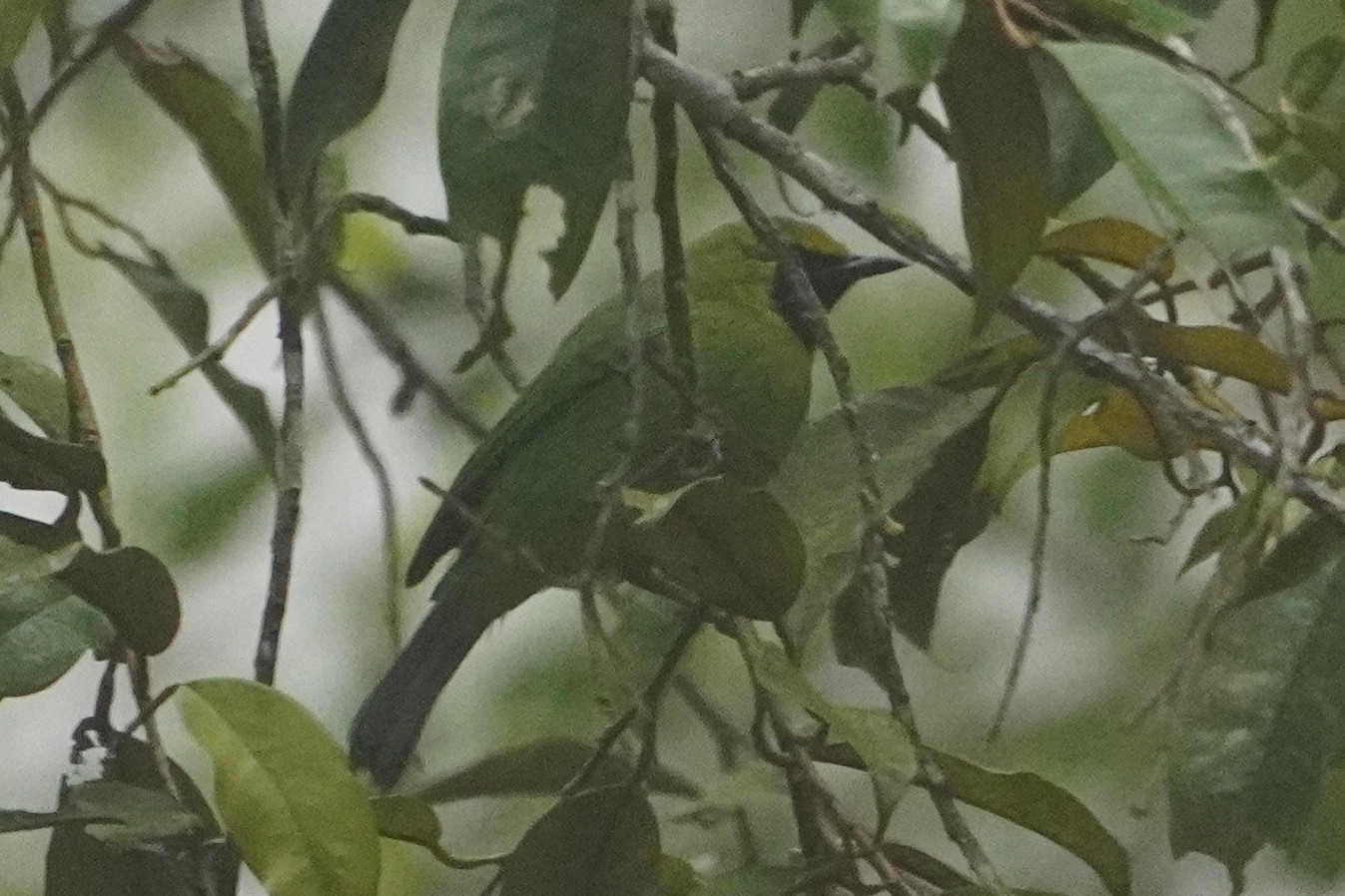 Lesser Green Leafbird (Chloropsis cyanopogon), photo 1