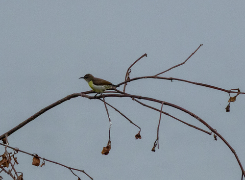Purple-rumped Sunbird (Leptocoma zeylonica), photo 3