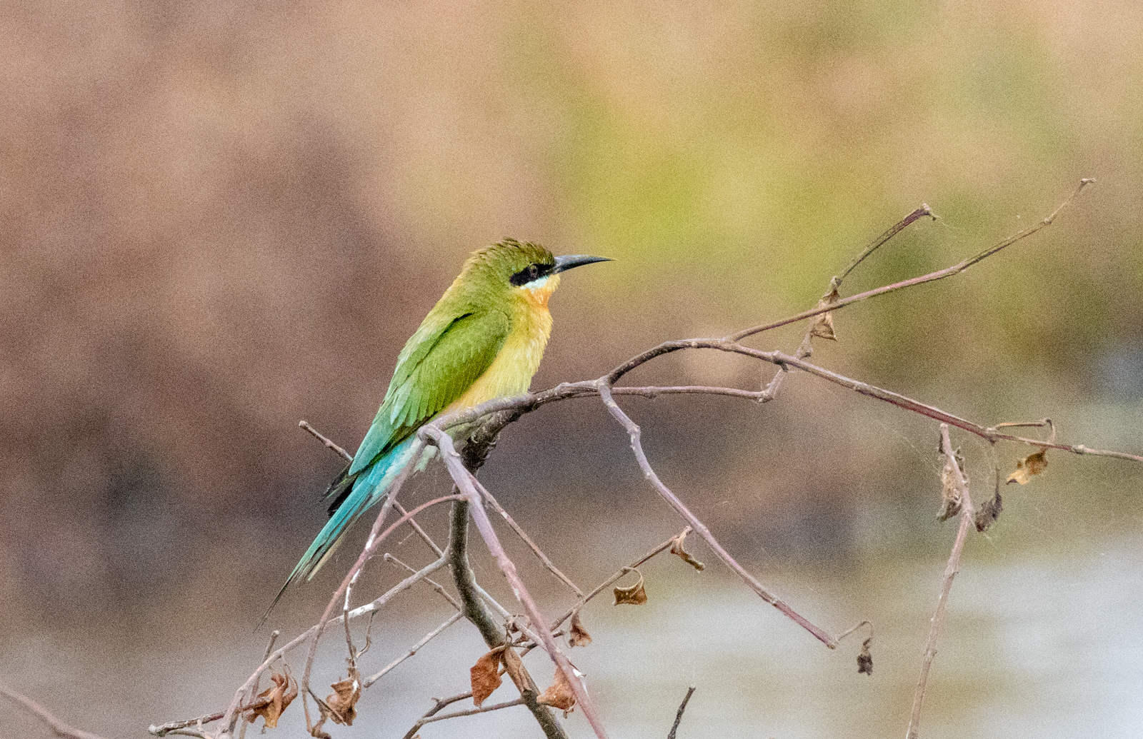 Blue-tailed Bee-eater (Merops philippinus), photo 9